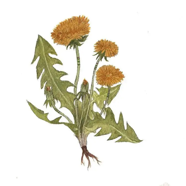 The Dandelion Print - Collector 5"x7"