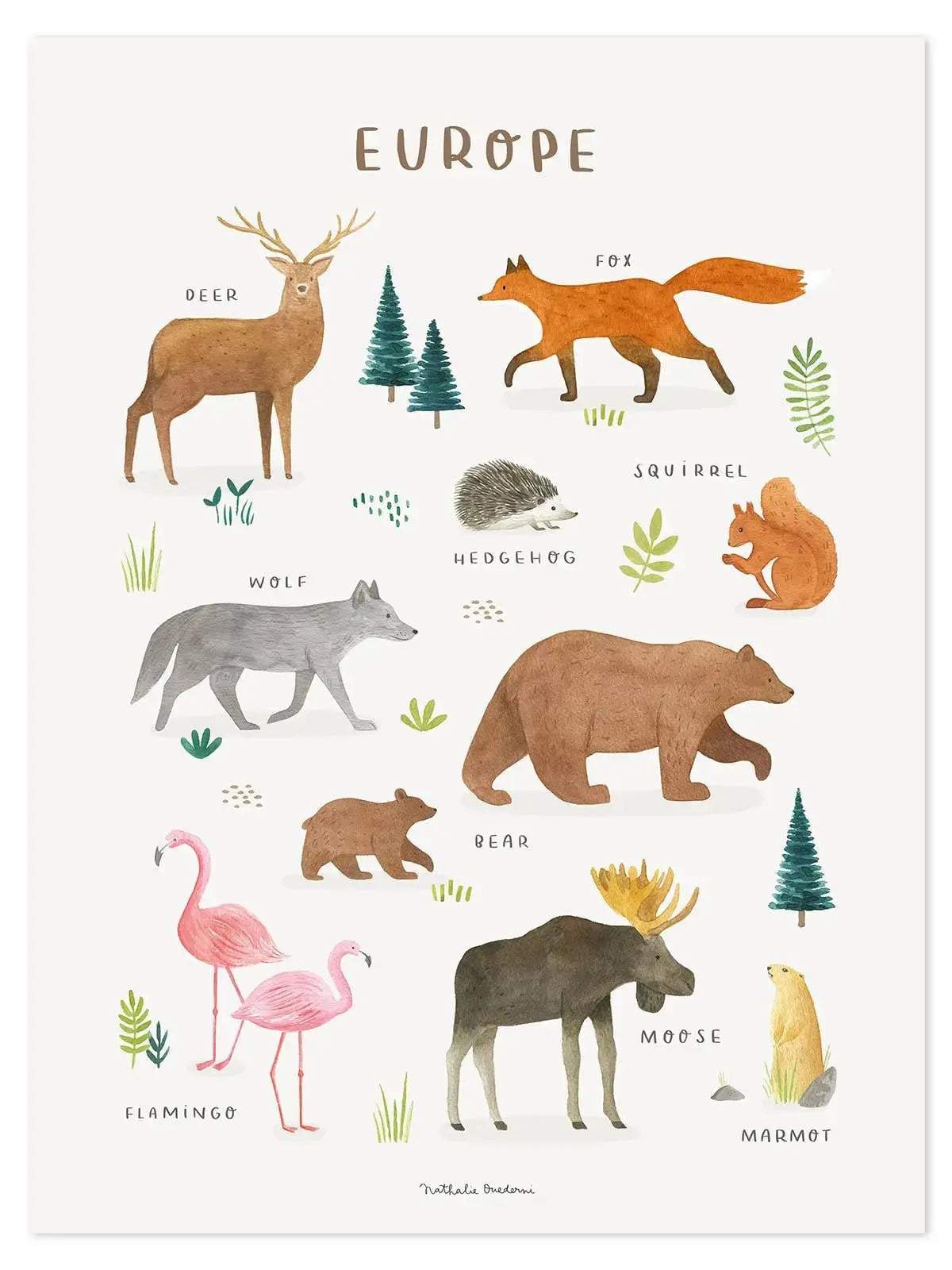 Art print (30 x 40 cm) - animals from europe