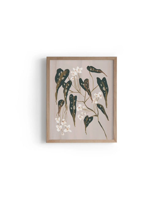 Begonia Plant 8x10 Art Print